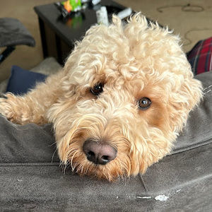 Meet your Posher, Ian